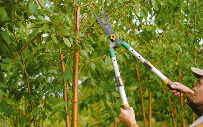 Tree trimming in Grand Cane, LA